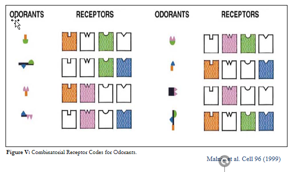 <p>Combinatory strategy: </p><ul><li><p>Each odorant is recognized by specific combination of receptors: </p><ul><li><p>single odorant = recognized by multiple receptors with different affinities</p></li><li><p>Single receptor = recognize multiple odorants with different affinities</p></li></ul></li><li><p>Mech: number of possible receptor combinations is way larger than the number of known chemicals</p></li></ul><p></p><p></p><p></p><p></p>