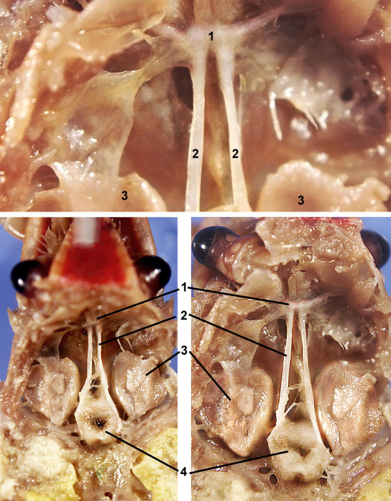 <p>taxa</p><p>label numbers</p>