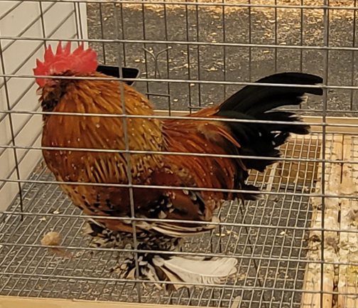 <p>What type of Cock is this?</p>