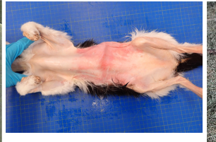 <p>What is this cutaneous manifestation?</p>