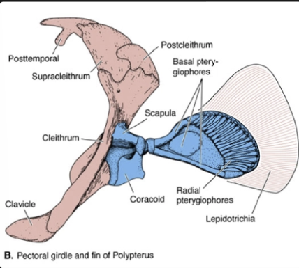 <p>fin rays covered in lepidotrichia, scapula</p>
