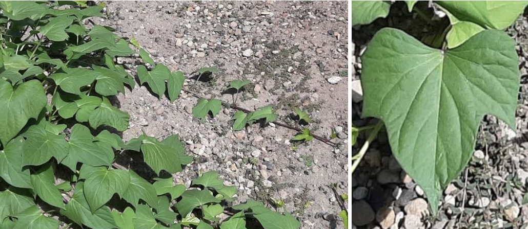 <p><strong>Plant family:</strong> Convolvulaceae<br><strong>Life cycle:</strong> Perennial (grown as an annual)<br><strong>Key persistence / spread:</strong> Vegetative cuttings and tubers<br><strong>Farming systems:</strong> Horticulture</p><p><strong> How to identify</strong></p><p>This crop grows as a low, creeping vine that spreads horizontally across the soil surface. Stems root at nodes where they contact the ground. Leaves are broad and variable in shape, commonly heart‑shaped or lobed.</p><p>The plant produces little upright growth, forming mats rather than stands. Underground, enlarged storage tubers form along the root system rather than directly beneath the stem base.</p><p>Flowers are uncommon in commercial systems but resemble morning glory flowers when present.</p>