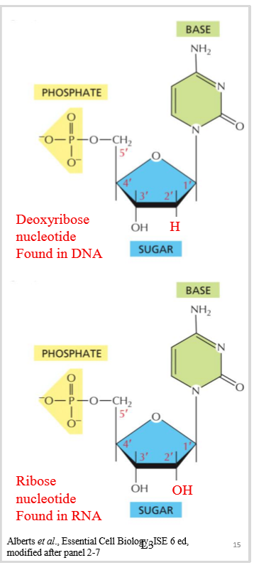 <ul><li><p>nitrogenous base </p></li><li><p>5 carbon sugar </p></li><li><p>phosphate group </p></li></ul><p></p>