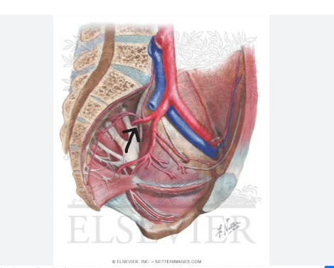 <p><strong>First </strong>Blood supply pathway of Hip Joint</p>