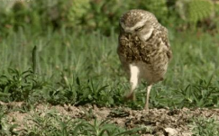 <p>a behavior that increases the fitness of the individual performing it, relative to a nearby alternative.</p>