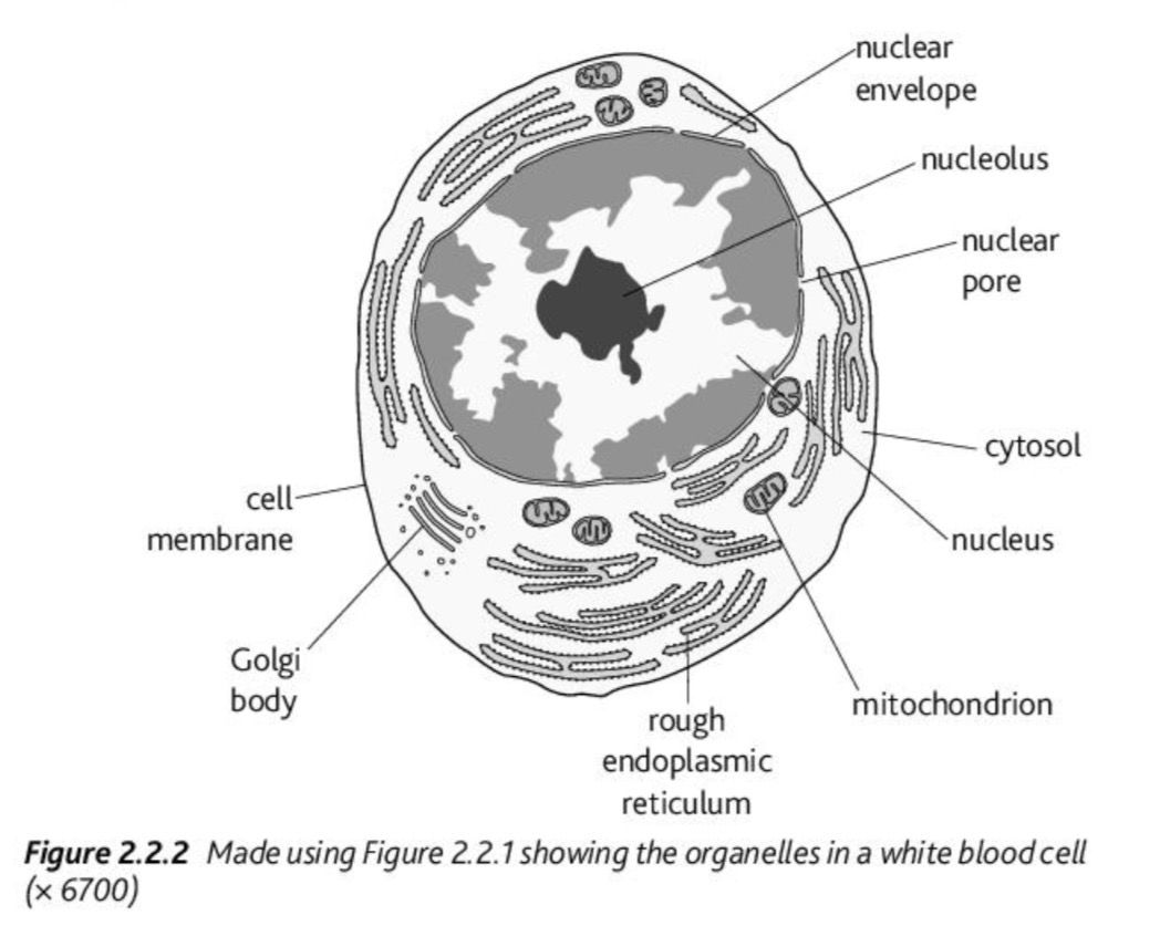 <p></p><ul><li><p><span><span>Nucleus (with nuclear envelope, pores, nucleolus)</span></span></p></li><li><p><span><span>Rough endoplasmic reticulum</span></span></p></li><li><p><span><span>Golgi apparatus</span></span></p></li><li><p><span><span>Mitochondria</span></span></p></li><li><p><span><span>Cell membrane and cytosol</span></span></p></li></ul><p></p>