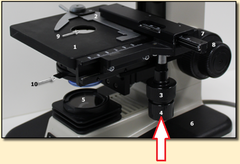 <p>height is adjusted by coars eadjustment knob _> stage clip holds glass slide in place → mechanical stage knobs adjust position of slide (left/right/down/up)</p>