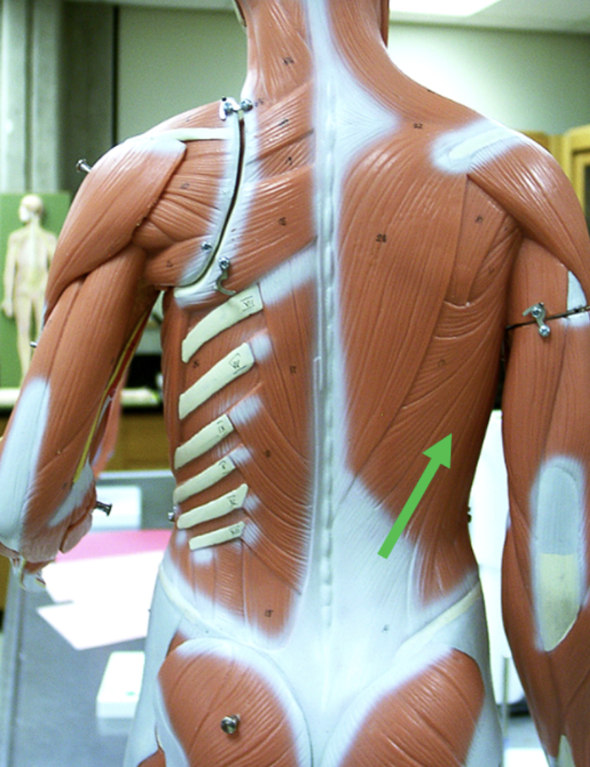 <p><span>Identify the muscle indicated by the pointer.</span></p>