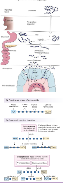 <ul><li><p>Protein digestion begins in the stomach where proteins are denatured and pepsin (activated from pepsinogen) initiates cleavage into smaller peptides</p></li><li><p>This digestion continues into the small intestine via pancreatic enzymes including trypsin (from trypsinogen) and chymotrypsin (from chymotrypsinogen) secreted as inactive proenzymes</p></li><li><p>Enzymes act as endopeptidases breaking internal peptide bonds while exopeptidases such as carboxypeptidase and aminopeptidase further cleave terminal amino acids</p></li></ul><p></p>