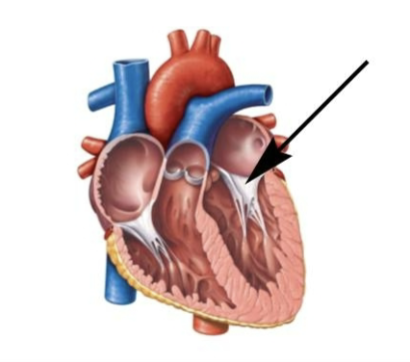 <p>Identify the valve of the heart that the arrow is</p><p>pointing to in the image.</p>