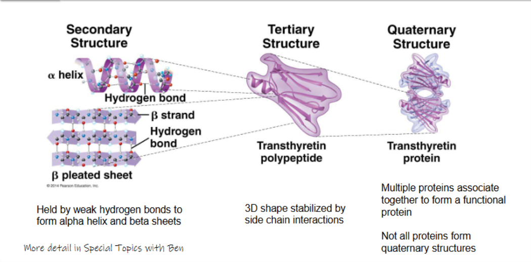 <ul><li><p>secondary structure:</p><ul><li><p>held by weak hydrogen bonds to form alpha helix and beta sheets</p></li></ul></li><li><p>tertiary structure:</p><ul><li><p>3D shape stabilised by side chain interactoins</p></li></ul></li><li><p>quaternary structure:</p><ul><li><p>multiple proteins associate together to form a functional protein</p></li><li><p>not all proteins form quaternary structures</p></li></ul></li></ul><p></p>