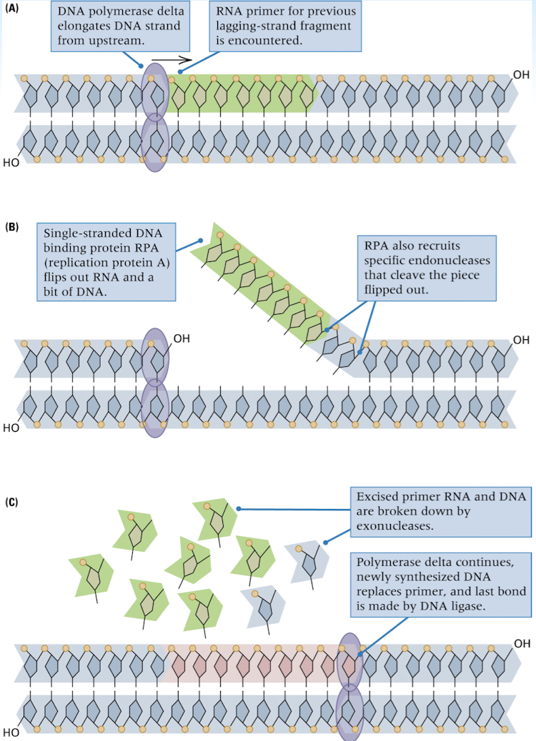 <p>removal of RNA primer</p><p>replacement of the primer with the correct DNA sequence</p><p>joining where the adjacent DNA fragments come into contact</p>