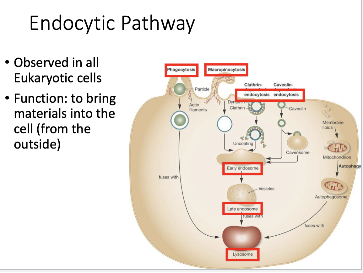 <p>Digests macromolecules using hydrolytic enzymes at low pH.</p>