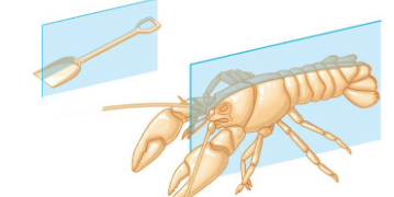<p>Bilateral symmetry</p>