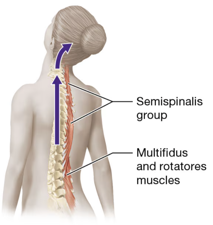 <p>multifidus muscle</p>