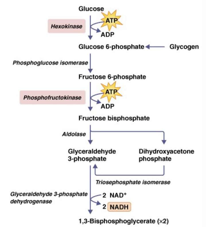 <ul><li><p>T<sub>B</sub> homeostasis or pyrogens/fever</p><ul><li><p>increase in the set point, heat needs to be generated to reach it</p></li><li><p>temp change can be whole body or local</p></li></ul></li><li><p>shivering</p><ul><li><p>futile muscle contractions</p></li></ul></li><li><p>futile cycles (no real purpose, but heat is generated)</p><ul><li><p>enzymatic rxn - final product not made</p></li><li><p>antagonistic muscles</p></li><li><p>altering functions</p></li><li><p>leaky membranes - constantly using energy to pump things up a gradient because they fall back through the membrane</p></li><li><p>non-shivering thermogenesis</p></li></ul></li></ul><p></p>