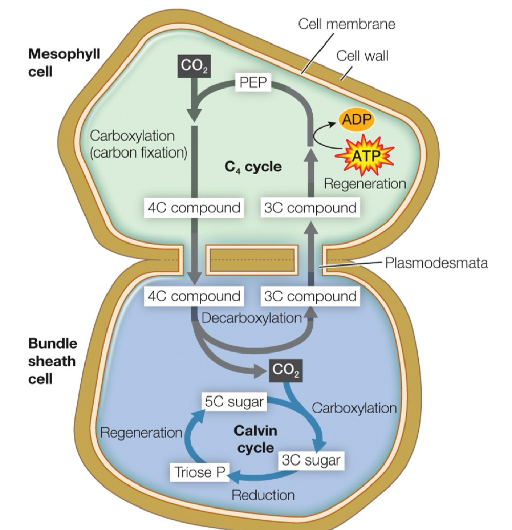 <ul><li><p>separate carbon fixation from where rubisco is </p></li><li><p>C fixation happened 2x</p></li><li><p>Rubisco avoids O<sub>2</sub></p></li></ul><p></p>