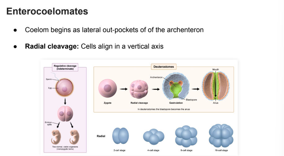 <p>Coelom begins as lateral out pockets of the <strong>archenteron</strong></p><ul><li><p><strong>Radial Cleavage</strong>: Cells align in a vertical axis. </p></li></ul><p></p>