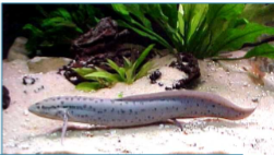 <p>Resembles protocercal, but secundarily derived (e.g. lungfishes)</p>