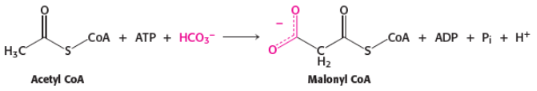 <p>1st step of fatty acid synthesis</p><p>catalysed by <span style="background-color: transparent;"><strong>acetyl CoA carboxylase 1</strong></span></p>