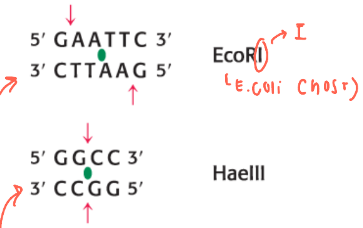 <p>some cuts in a staggered way (top example), others cut straight across the DNA double strand (bottom example)</p>