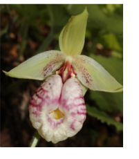 <p>bilateral symmetry/zygomorphic</p>