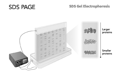 <p>Sodium dodecyl sulfate (SDS) is a key reagent in protein electrophoresis. What is the primary reason that proteins treated with SDS migrate according to their molecular mass during SDS-PAGE?</p>