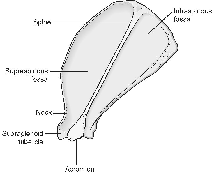 <p>Tubercle that is superior (cranial) to the glenoid process</p>