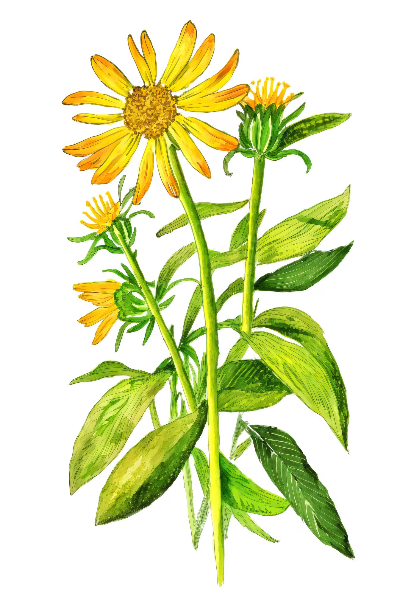 <p>arnica </p>