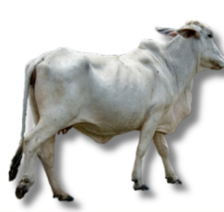 <ul><li><p>beef or draft</p></li><li><p>Philippines</p></li><li><p>Indigenous, used for farm work, hardy</p></li></ul><p></p>
