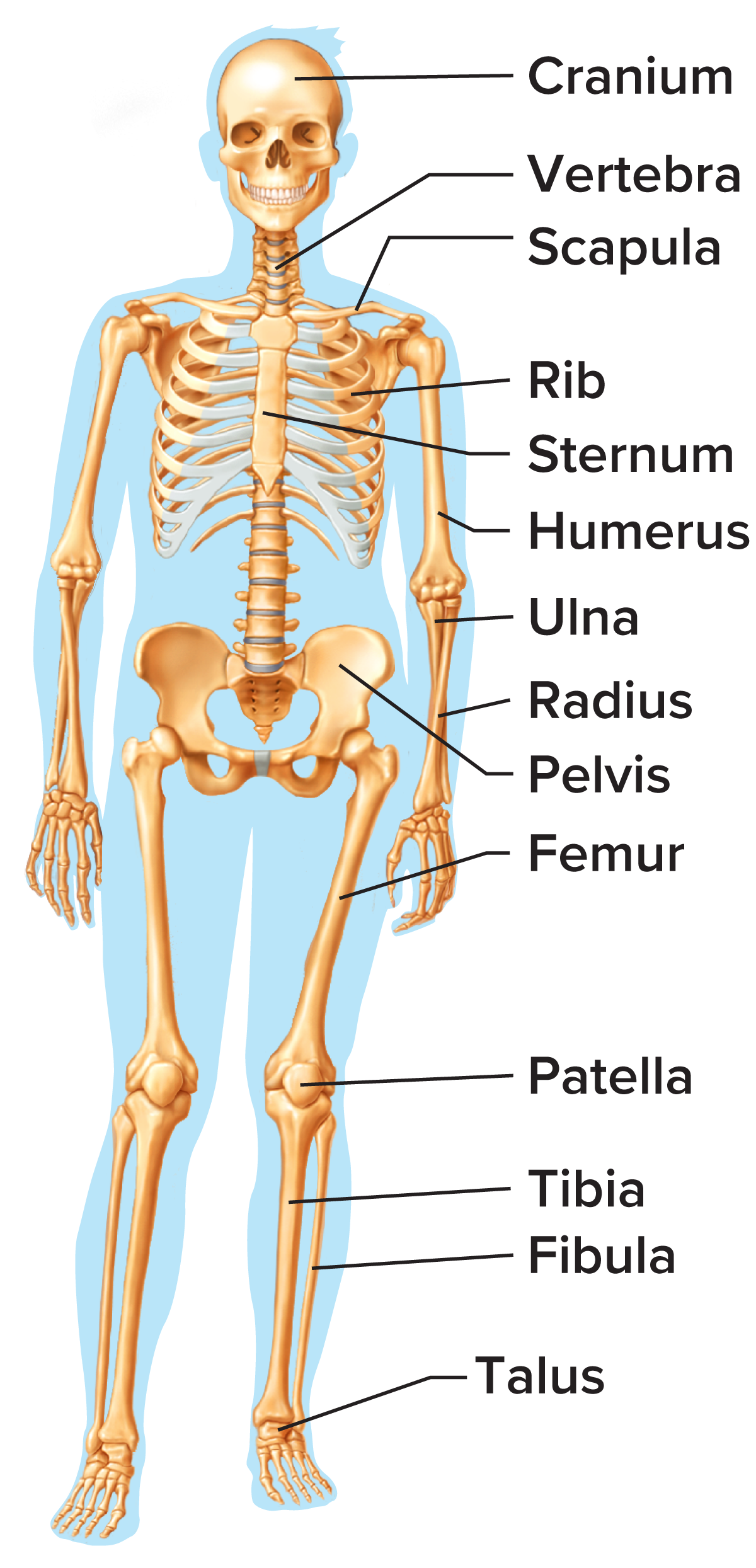 <p>Skeletal system</p>