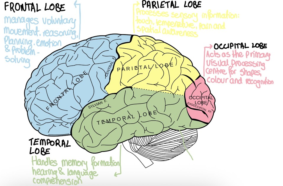 <p><strong>4 major lobes</strong></p><p><strong>Frontal: </strong>Manages voluntary movement, reasoning, planning, emotion and problem-solving.</p><p><strong>Parietal: </strong>Processes sensory information: touch, temperature, pain and spatial awareness.</p><p><strong>Temporal: </strong>Handles memory formation, hearing and language comprehension.</p><p><strong>Occipital: </strong>Acts as the primary visual processing centre for shapes, colour and recognition. </p>