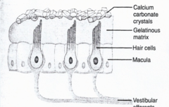 <p>Hair cells delect in direction ______________________ of macula.</p>