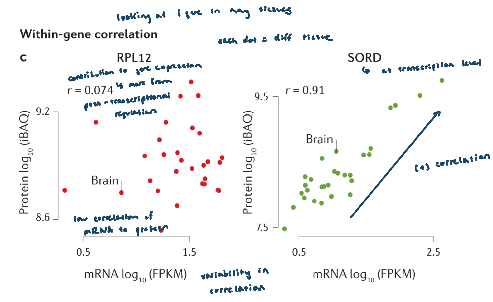 <ul><li><p>Each dot = one tissue (same gene across different tissues)</p></li><li><p>Correlation (R) shows how well mRNA levels predict protein levels</p></li></ul><p>Key interpretations:</p><ul><li><p>Low R value: weak mRNA–protein relationship; greater contribution from post-transcriptional regulation</p></li><li><p>High R value: strong mRNA–protein relationship; gene expression mainly controlled at the transcriptional level</p></li></ul><p>Examples:</p><ul><li><p>RPL12: low correlation → strong post-transcriptional regulation</p></li><li><p>SORD: positive/high correlation → mainly transcriptional control</p></li></ul><p></p>