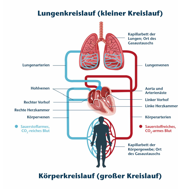 <ul><li><p>Vierkammeriges Herz, <span style="color: rgb(245, 5, 5);">nur linker Aortenbogen entwickelt</span></p></li></ul><p>Lungenkreislauf:</p><ul><li><p>sauerstoffarmes Blut aus Körper gelangt über Hohlvene in rechten Vorhof</p></li><li><p>fließt in rechte Herzkammer</p></li><li><p>über Lungenarterie zur Lunge ins Kapillarnetz was Alveolen umgibt</p></li><li><p>sauerstoffreiches Blut über Lungenvene in linken Vorhof</p></li></ul><p>Körperkreislauf:</p><ul><li><p>sauerstoffreiches Blut aus linkem Vorhof in linke Herzkammer</p></li><li><p>fließt über Aorta in Körpergewebe</p></li><li><p>gibt Sauerstoff, Nährstoffe, Hormone und Immunzellen ab</p></li><li><p>nimmt Co2, Abfallprodukte und Stoffwechselendprodukte auf</p></li></ul><p></p>