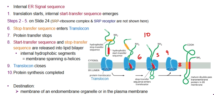 <p>almost the same as for when there’s a N-terminal ER Signal Sequence but the <u>start-transfer sequence</u> emerges first then the <u>stop-transfer sequence</u>. Transmembrane protein makes two passes at least (threaded through)</p><p>note: the start-transfer sequence is <em>not</em> removed</p>