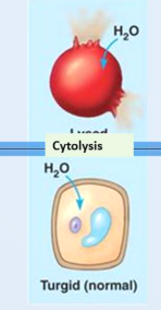 <ul><li><p>Lower concentration outside the cell caused water to diffuse into the cell which swelled up</p></li></ul><p><strong>Movement</strong>: Water moves into the cell</p><p><strong>Animal cells</strong>: Cytolysis (Bursts)</p><p><strong>Plant cells</strong>: Turgid (Normal/Firm)</p><p></p>