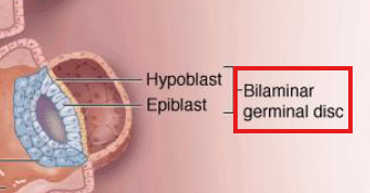 <p>Made from hypoblast and epiblast; later develops into germ layers</p>
