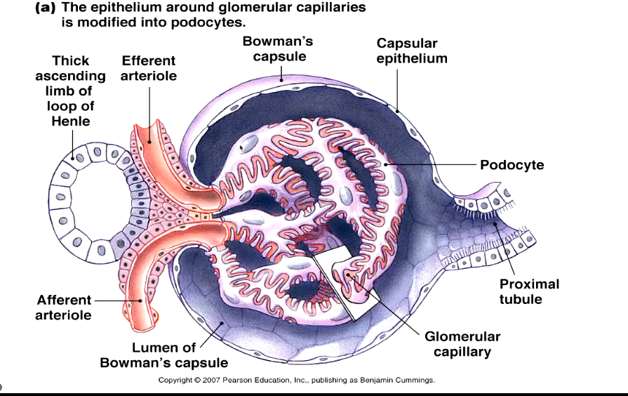 <ul><li><p>ascending limb of loop of Henle can be seen on the left</p></li><li><p>whatever enters the proximal tubule we call “filtered”, needs to get through glomerular capillaries - size barriers</p></li><li><p>Bowman’s capsule: fluid filled space surrounding the capillaries</p></li></ul><p></p>