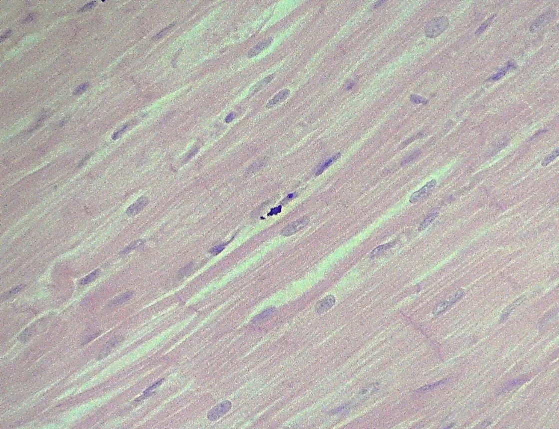 <p><span>Identify the tissue type in the micrograph.</span></p>