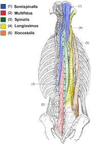 <p>Muscle group stabilizing and rotating vertebrae. Semispinalis, multifidus, rotatores. </p>