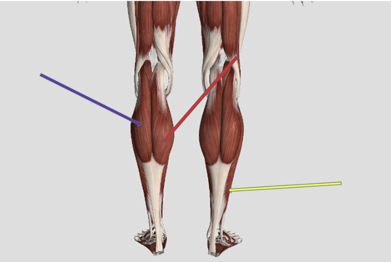 <p><span>Identify the muscle at the tip of the purple arrow.</span></p>