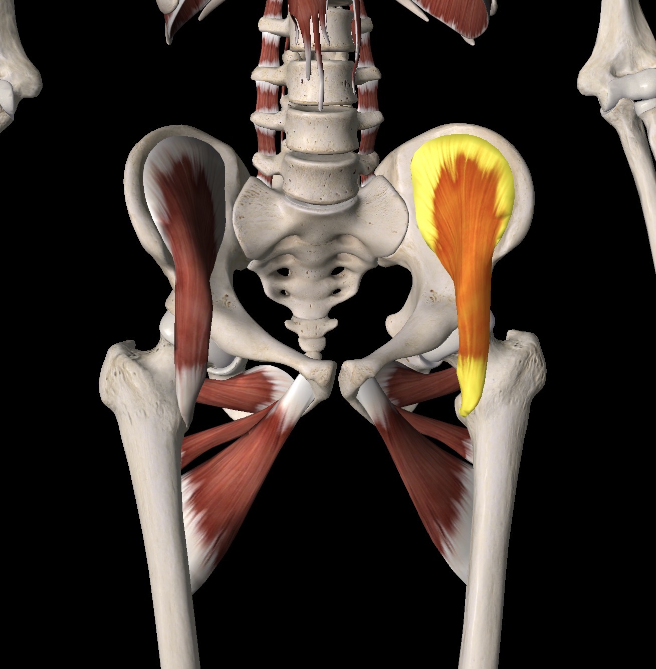 <p>What muscle is this? OIA innervation and artery</p>