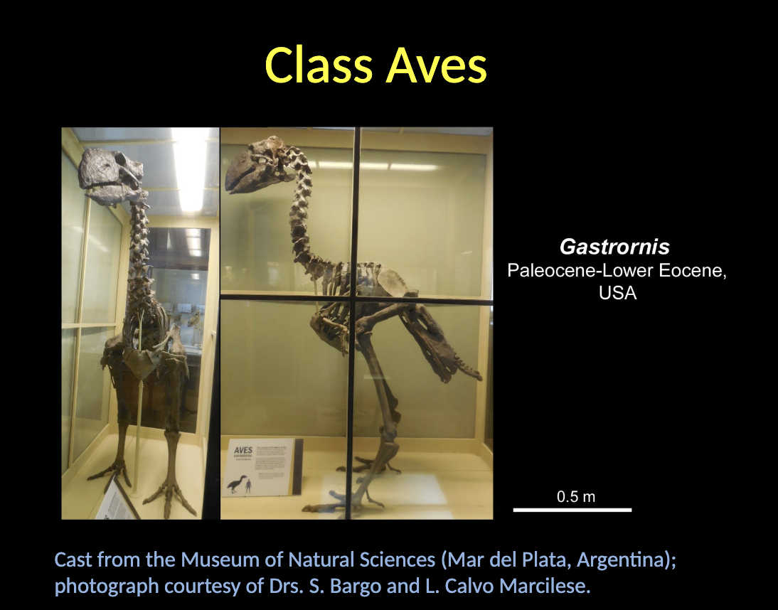 <p>Aves - Gastrornis </p><ul><li><p>Lower EOCENE </p></li><li><p>USA </p></li></ul><p></p>