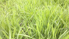 <p>Organisms like plants that convert solar energy into chemical energy through photosynthesis.</p>