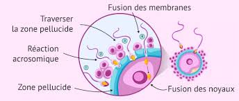 <ul><li><p>Couche cellulaire autour de l’ovocyte composée de cellules reliées par acide hyaluronique</p></li></ul><p></p>
