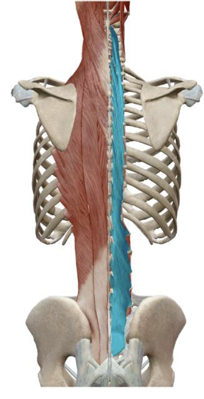 <p>Multifidis Origin </p>