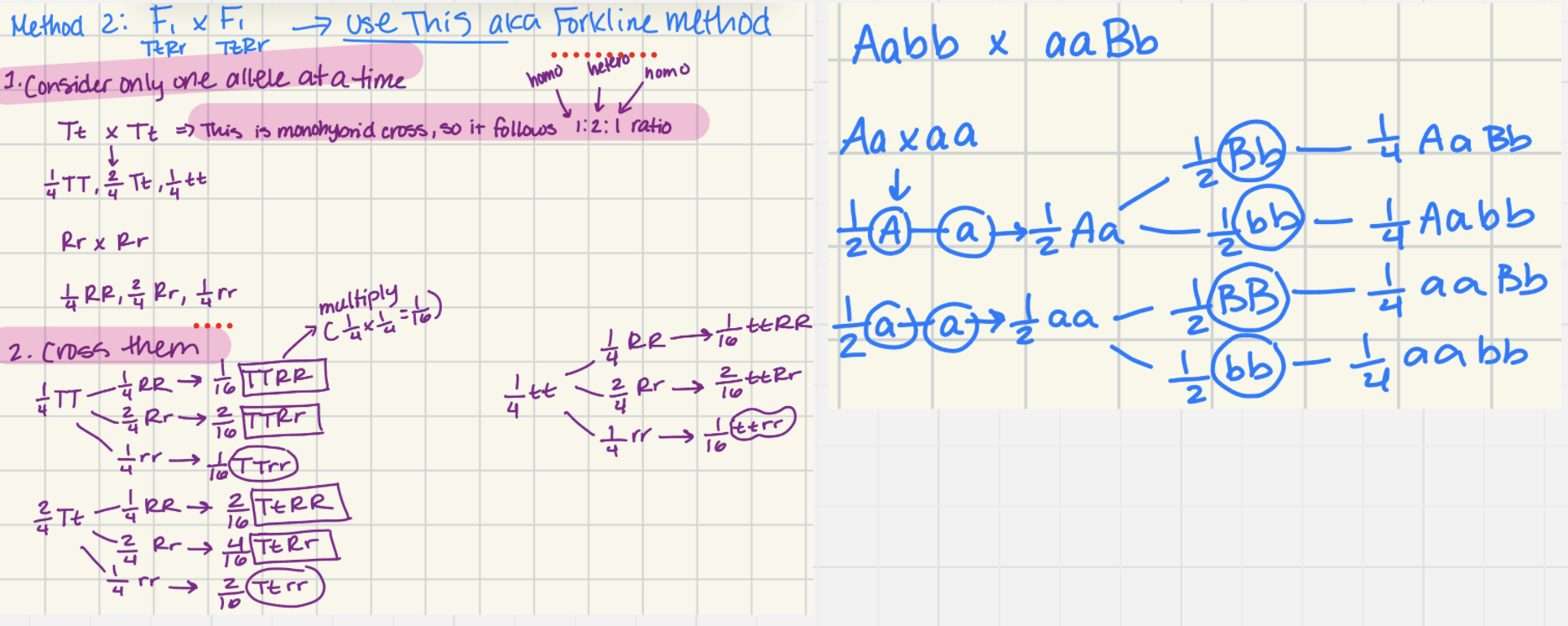 <ol><li><p>Consider only one allele at a time and cross them; do this for each trait</p></li><li><p>Then cross all of the results making sure to multiply the fractions</p></li></ol><p></p>