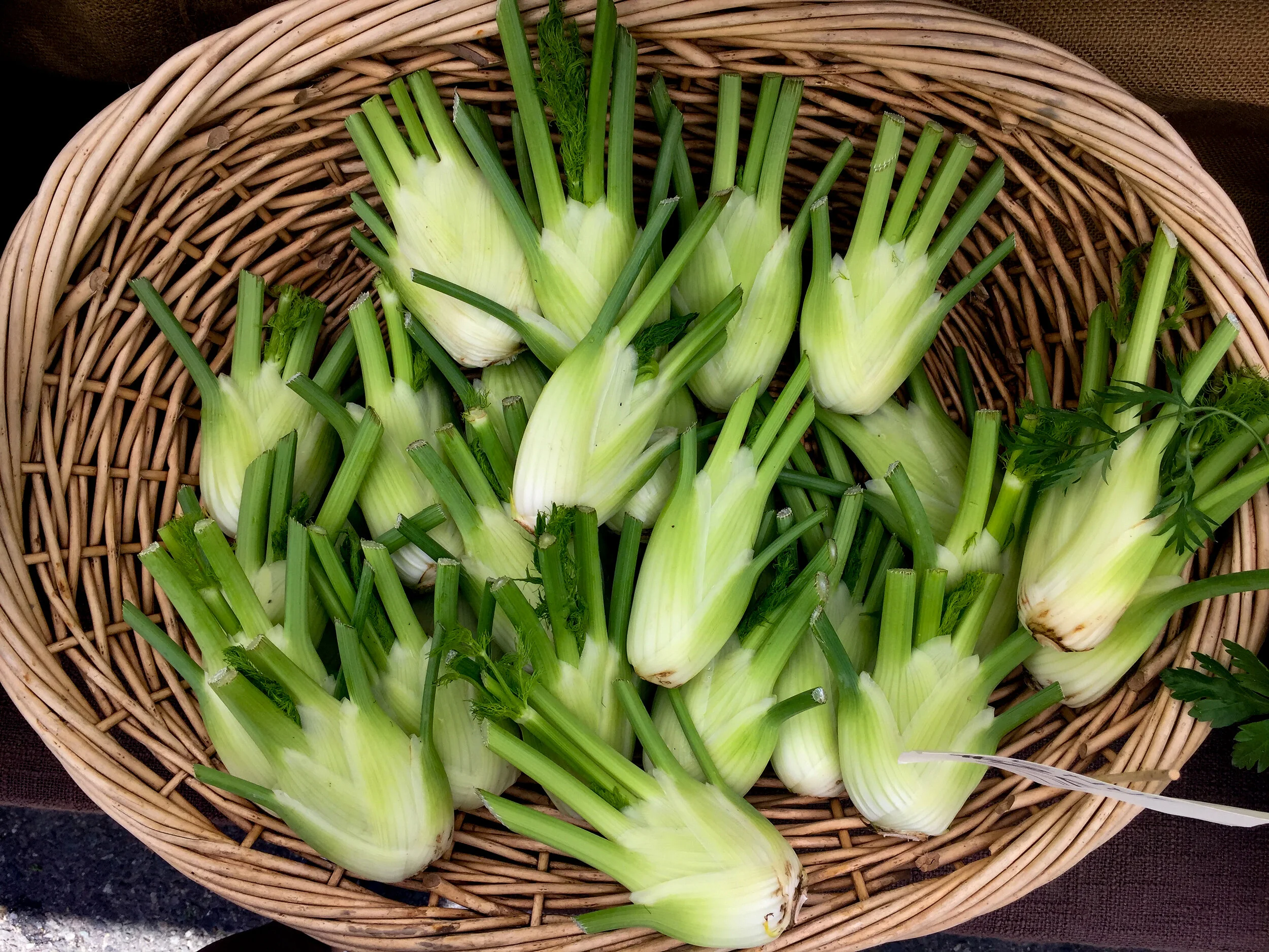 <p>Fennel</p>