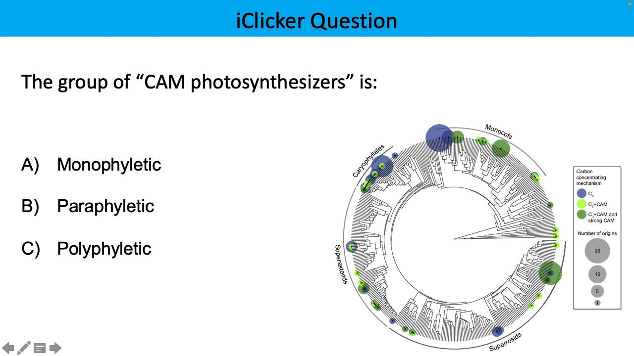 <p><span>The group of “CAM photosynthesizers” is:</span></p>